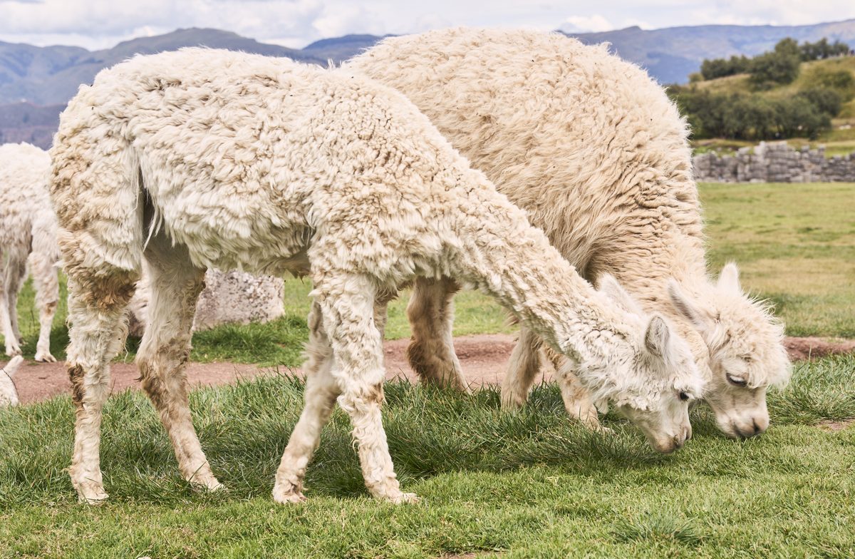 Why Alpaca Fibre Is the Future of Ethical Fashion